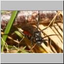 Priocnemis coriacea - Wegwespe 10mm w01c - Sandgrube Niedringhaussee det.jpg